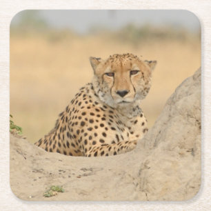 Cheetah Relaxing på en Termite MoundGaze-Underlägg Underlägg Papper Kvadrat