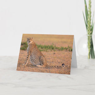 Cheetah Resten i Tidigt morgon Kort