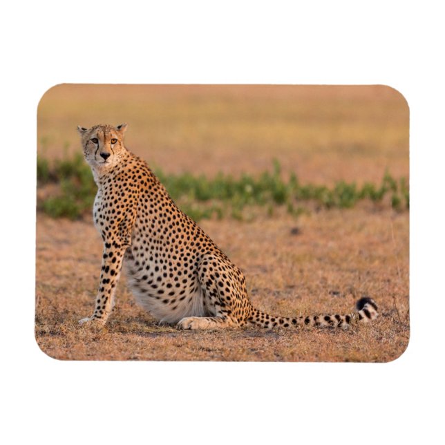 Cheetah Resting i Tidigt Morgon Magnet (Horisontell)