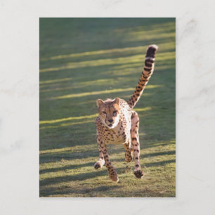 Cheetah Running Vykort