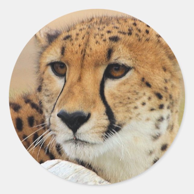 Cheetah Runt Klistermärke (Framsida)