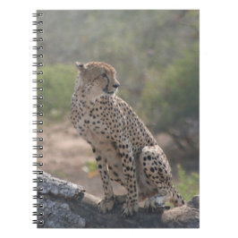 Cheetah sitta på ett fallande träd i vilden anteckningsbok