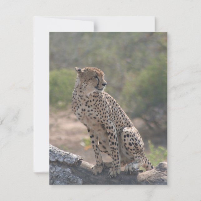 Cheetah sitta på ett fallande träd i vilden julkort (Framsida)