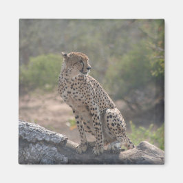 Cheetah sitta på ett fallande träd i vilden magnet