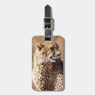 Cheetah-skönhet med fangs bagagebricka