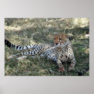 cheetah-slapp poster