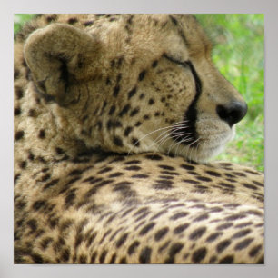 Cheetah Sleeping Skriv ut Poster
