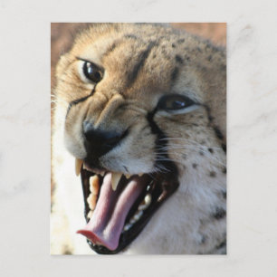 Cheetah Snarl-vykort Vykort