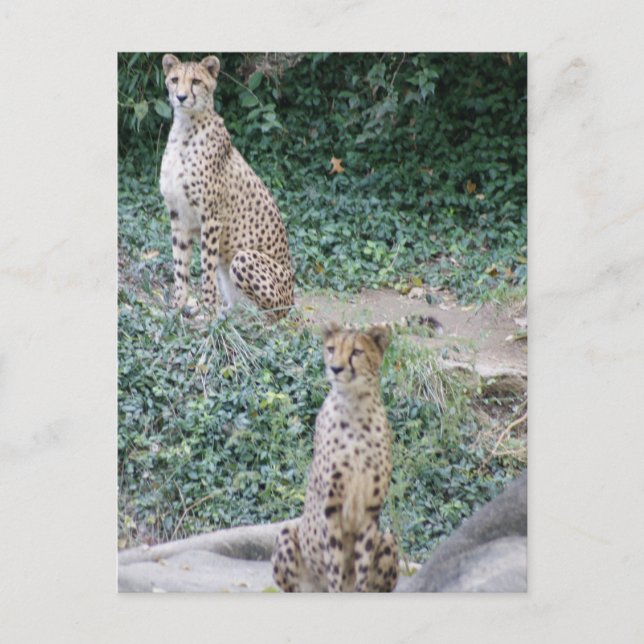 CHEETAH - SÖKANDE DUBBLA VYKORT (Framsida)