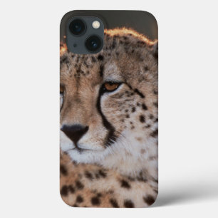 Cheetah som bort tittar