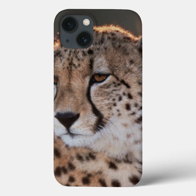 Cheetah som bort tittar (Baksida)