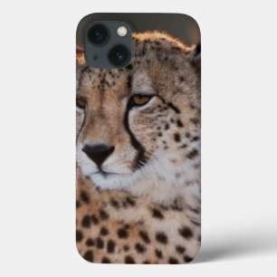 Cheetah som bort tittar