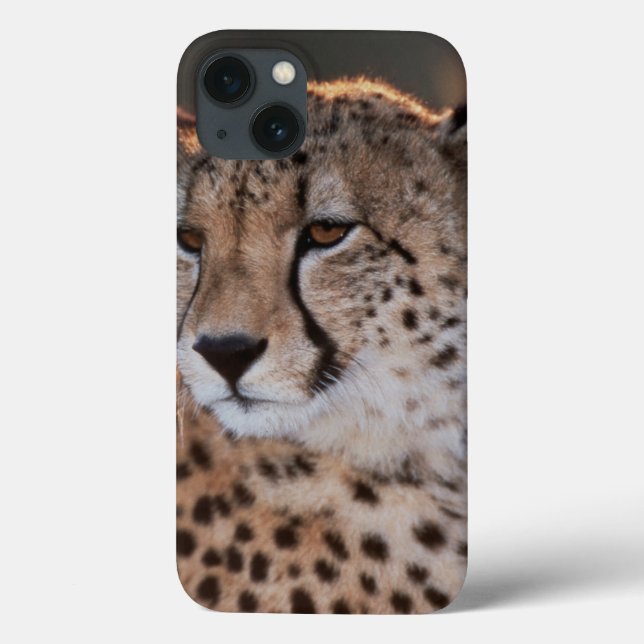 Cheetah som bort tittar (Baksida)