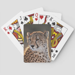 Cheetah som bort tittar spel kort