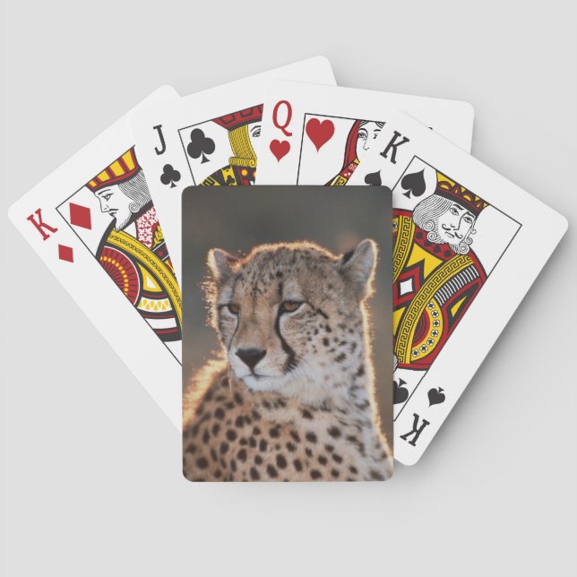 Cheetah som bort tittar spel kort (Baksidan)