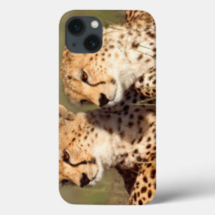 Cheetah som ljuger i gräs, Ngorongoro beskydd