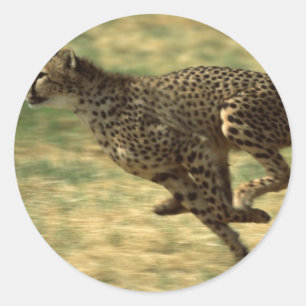 Cheetah Springa Runt Klistermärke