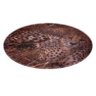 Cheetah Stare