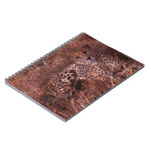 Cheetah Stare Anteckningsbok Med Spiral