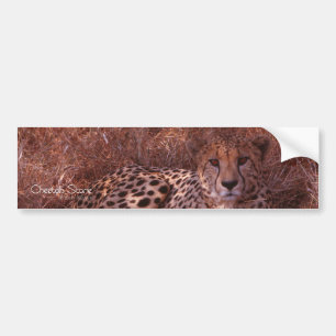 Cheetah Stare Bildekal