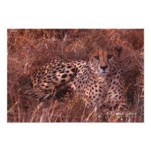 Cheetah Stare Fototryck