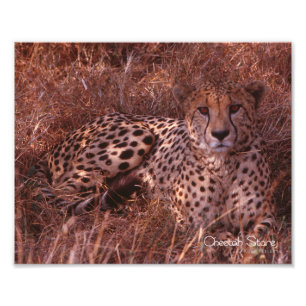 Cheetah Stare Fototryck