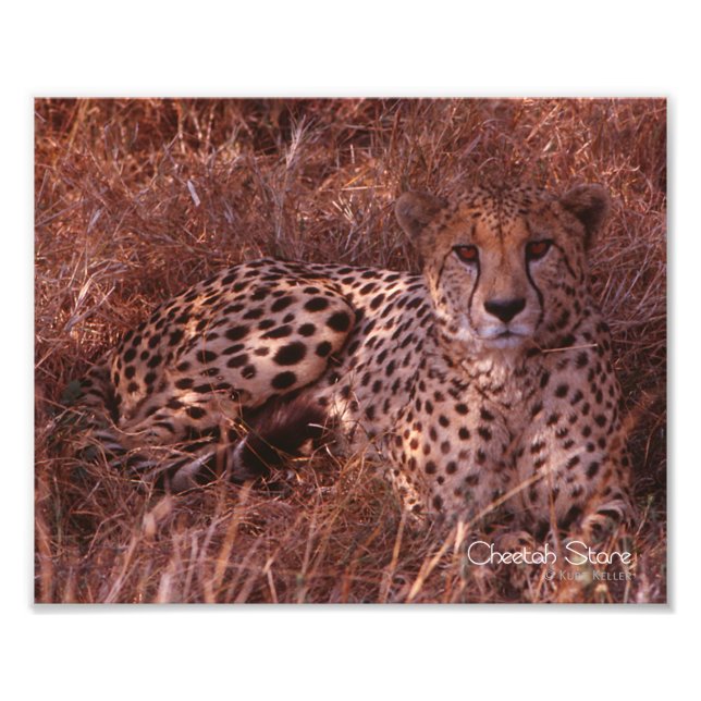 Cheetah Stare Fototryck (Framsidan)
