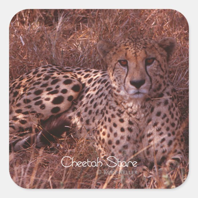 Cheetah Stare Fyrkantigt Klistermärke (Framsida)