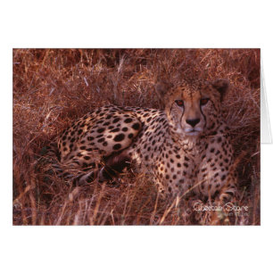 Cheetah Stare Hälsningskort