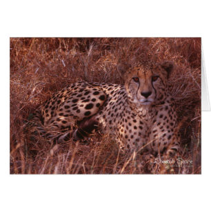 Cheetah Stare Hälsningskort