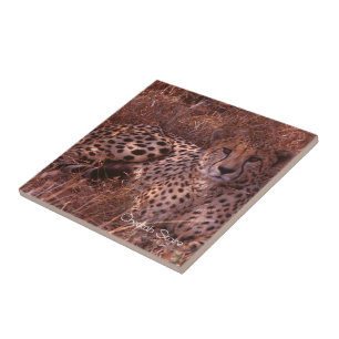 Cheetah Stare Kakelplatta