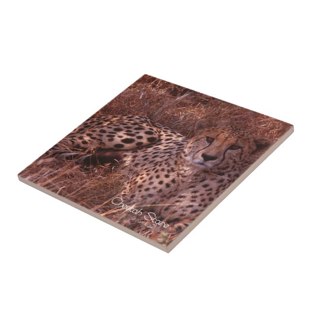 Cheetah Stare Kakelplatta (Sidan)