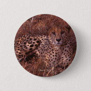Cheetah Stare Knapp