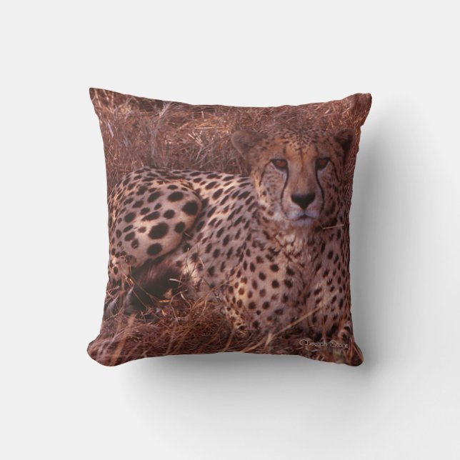 Cheetah Stare Kudde (Framsida)