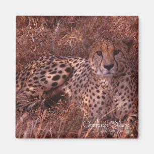 Cheetah Stare Magnet