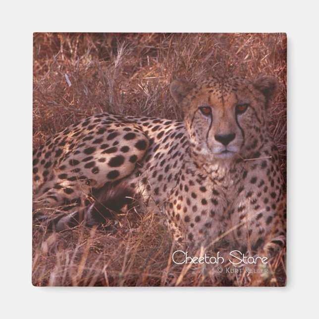 Cheetah Stare Magnet (Framsidan)