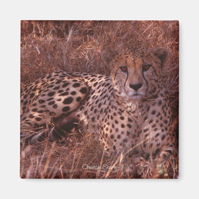 Cheetah Stare Magnet (Framsidan)