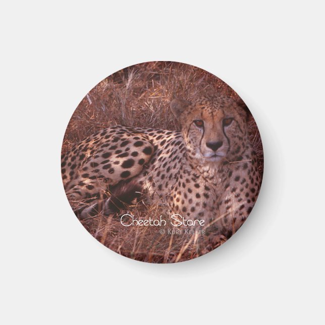 Cheetah Stare Magnet (Framsidan)