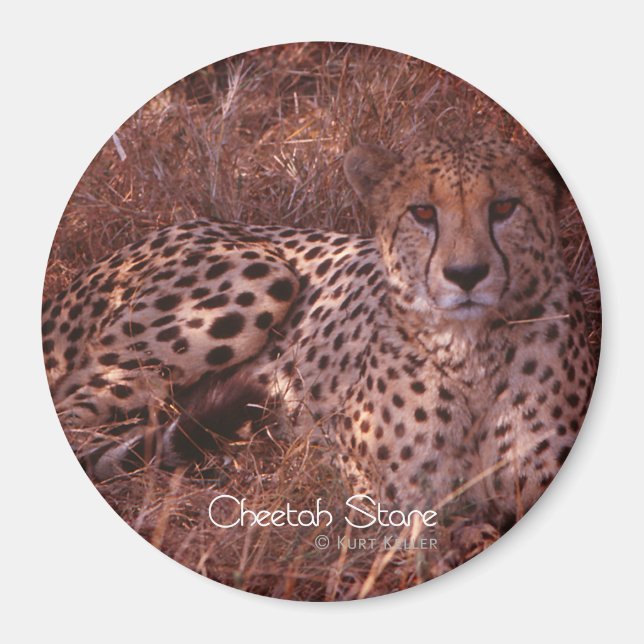 Cheetah Stare Magnet (Framsidan)