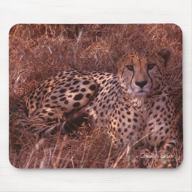 Cheetah Stare Musmatta (Framsidan)