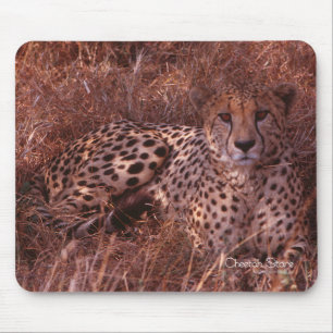 Cheetah Stare Musmatta