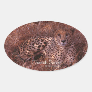 Cheetah Stare Ovalt Klistermärke