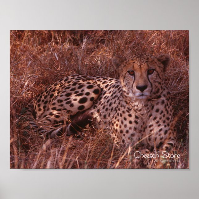 Cheetah Stare Poster (Framsidan)