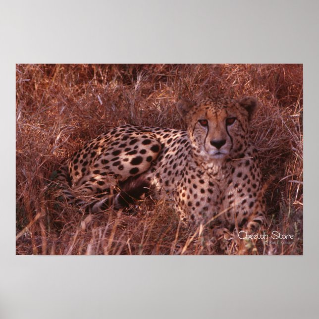 Cheetah Stare Poster (Framsidan)