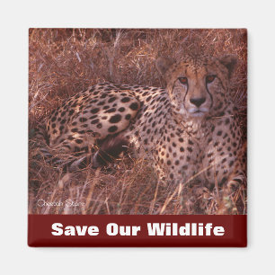 Cheetah Stare Spara Vår Wildlife Magnet