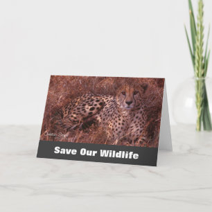 Cheetah Stare, Spara vårt jägarkort Kort