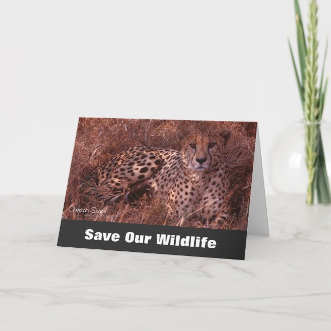 Cheetah Stare, Spara vårt jägarkort Kort (Framsida)