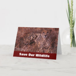 Cheetah Stare Spara vårt jakthälsningskort Kort