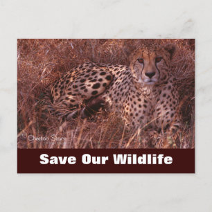 Cheetah Stare, Spara vårt jaktvykort Vykort
