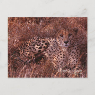 Cheetah Stare Vykort
